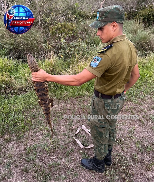APARECIÓ UN YACARÉ EN LA COSTANERA DE ITUZAINGÓ