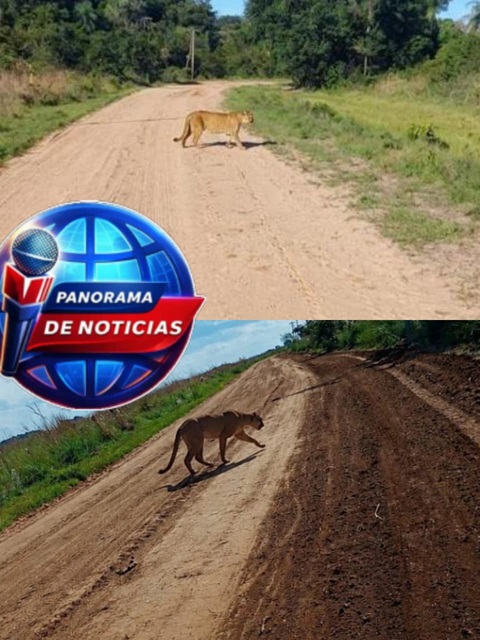 FOTOGRAFIARON AL PUMA DE APIPE